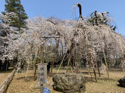 伏姫桜を見に真間山弘法寺へ