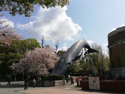 上野公園で桜