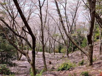 七越峯森林公園 で 桜