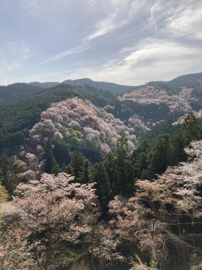 吉野の桜