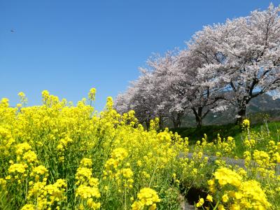 何事もなかったかのように花は咲くけれど･･･