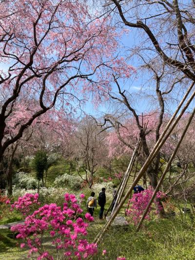 京都 お城めぐり に関する旅行記 ブログ 2ページ フォートラベル