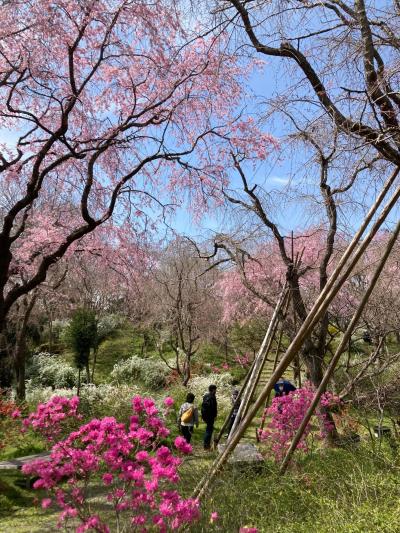 京都桜巡り 原谷苑  二条城 NAKED FLOWERS 2021桜 １泊２日