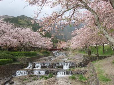 揖斐　大津谷公園のさくら