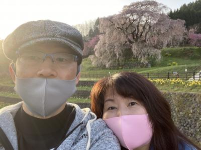2021.3.31又兵衛桜から吉野桜・壷阪寺、満開のお花見デー
