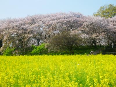 バス幸手桜も散って不幸は去って