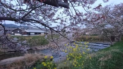 【お散歩テケテケ】今日もいつもの所まで歩きましょう、桜はもう終わりね。<梅田川川岸>