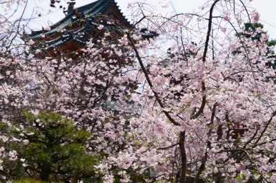 20210401-1 京都 平安神宮神苑の紅枝垂れ桜が見頃を迎えておりまして
