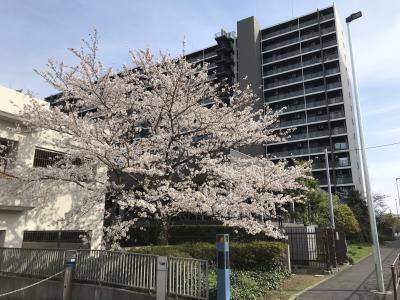 2021年　川崎大師の桜