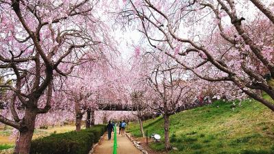 春爛漫(ひたち風土記の丘の枝垂れ桜+希望ヶ丘公園の菜の花畑)