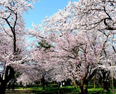 団塊夫婦の日本桜巡りドライブ(2021ハイライト)ー日本有数の桜の名所・高岡市内を巡る