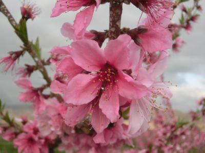2021春 山梨：山梨百名山の小楢山、乙女高原、ほったらかし温泉と桃の花