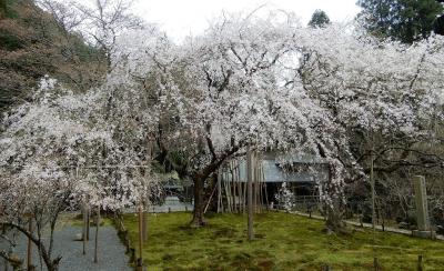 亀岡の夢が覚めたら常照皇寺へ