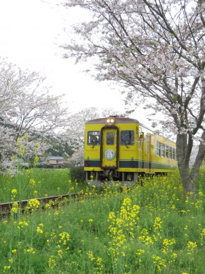 春の房総横断鉄道1 いすみ鉄道編