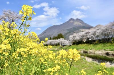 春のリラックス由布院！3日間③ 2泊目は「由布院 玉の湯」で至福のひととき！後編！(カフェ＆キッチン ダイジュ　ティールームニコル)