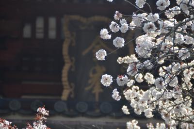 2021年4月 奈良吉野山へ桜を見に行きました