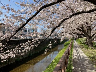 桜2021 　京都　天神川の桜