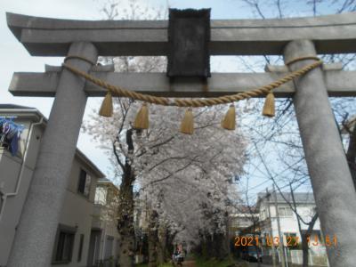 戸塚宿の桜を巡る