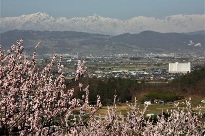 信州「松代町東条」の桜・杏花まつり