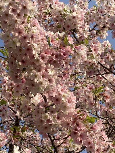 今年の桜