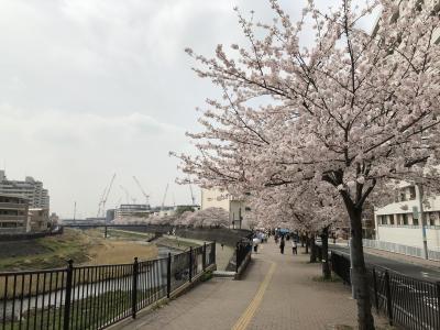 横浜市・柏尾川の桜並木