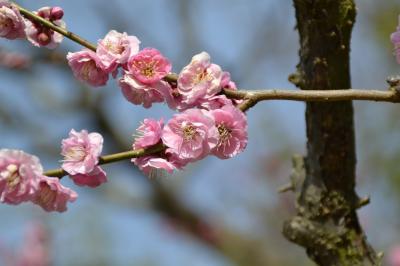 岡山後楽園と日生のカキオコ（本当はクルーズに行くはずでした・・）