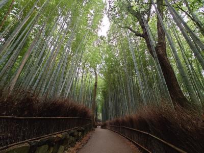 おやじの一人旅 京都・大阪　