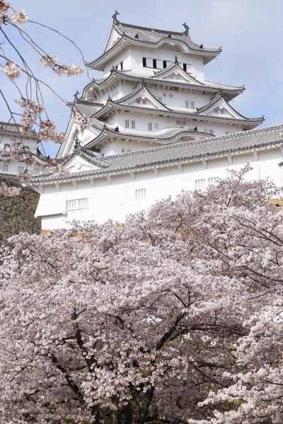 桜に誘われて千姫の小径から三の丸広場まで - 姫路