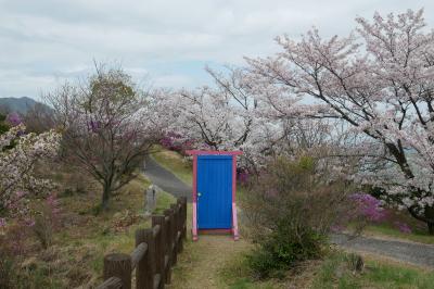 伯方島から多々羅大橋までサイクリング、桜満開！どこでもドアもありました？！
