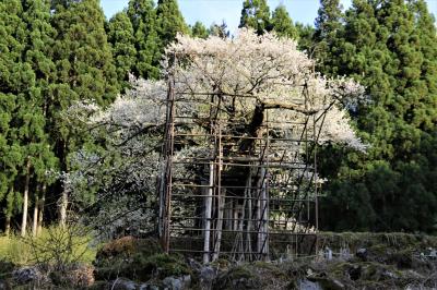 龍野西サービスエリアで鰻とろろ丼を食べてから樽見の大桜と初逢瀬