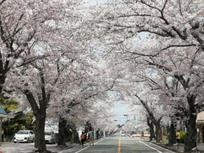 ’２１　春の福島・宮城駅さんぽ３　常磐線 夜ノ森駅 富岡町桜まつり②