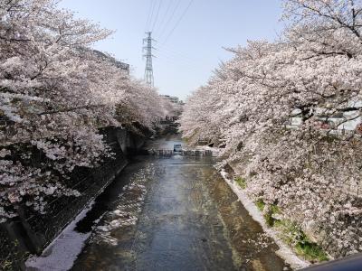 少しずつ人が戻ってきた街に桜が舞い散る