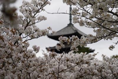 20210329-20210404 京都 桜満開の京で、お花見散歩