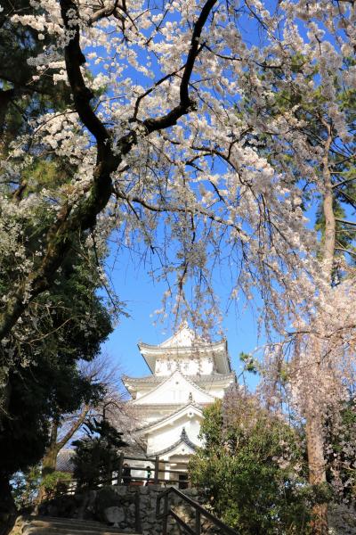 満開近い桜お花見トリップ♪　大垣城、大垣船下り♪＆旅の締めくくりはイタリア旅行の旅友との再会♪　二日目