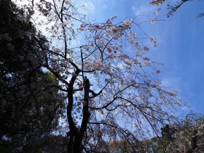 平安神宮の桜を