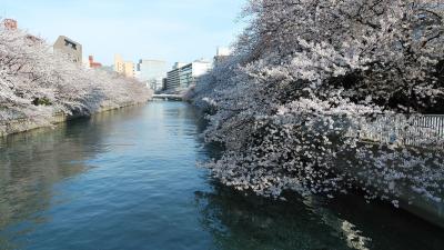 東京散歩 - 深川地域、門前仲町の桜