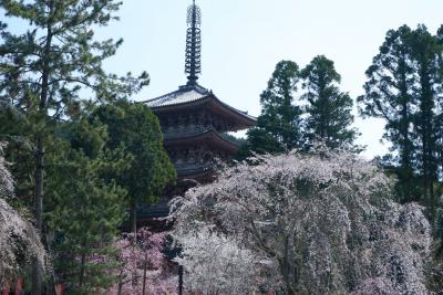 1300本の桜を求める人でいっぱいの醍醐寺