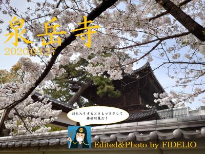 《外伝》東京・泉岳寺 春うらら日記 ～四十七士の眠る場所に咲く満開の桜～