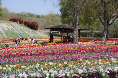 国営讃岐まんのう公園へチューリップを見に。