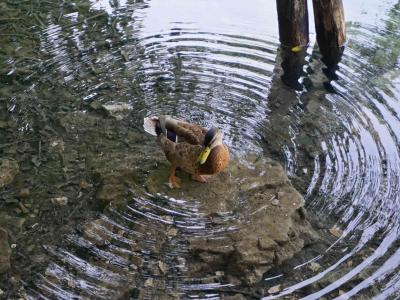 クロアチアでの2日目：プリトヴィツェ湖群国立公園