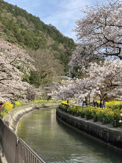 桜の都 京都2