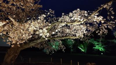 桜とオープンしたばかりのフォションホテル京都でランチを楽しむ日帰り小旅行