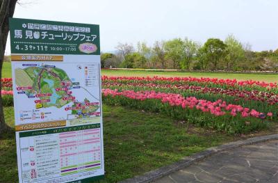 チューリップフェア  !  馬見丘陵公園