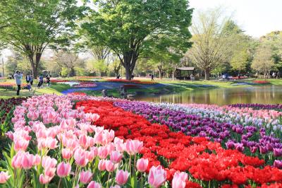 昭和記念公園、チューリップの彩り・・・
