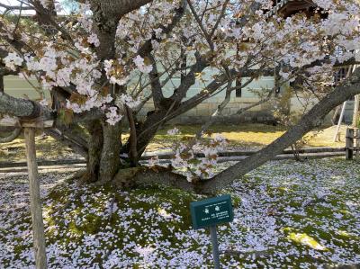 桜2021　京都　御室仁和寺