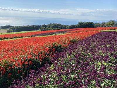 お花とお風呂　淡路島１人旅