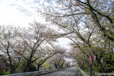 2021 鍋田川堤の桜並木
