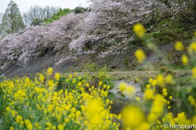 2021 山崎川四季の道の桜