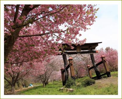 Solitary Journey［2057］まるで別天地♪参道沿いの桜並木＆桃源郷のような花桃景色＜蘇羅比古（そらひこ）神社＞／広島県庄原市