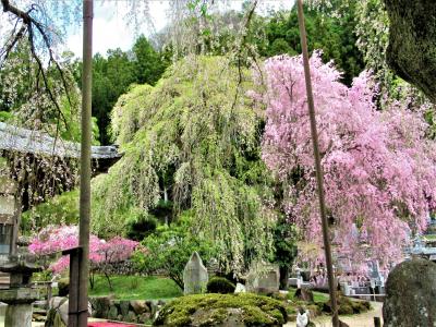 秩父④ 「清雲寺」のしだれ桜 ＆ 札所第29番「笹戸山長泉院」＆「昌福寺」の桜 2021/4/3（土）